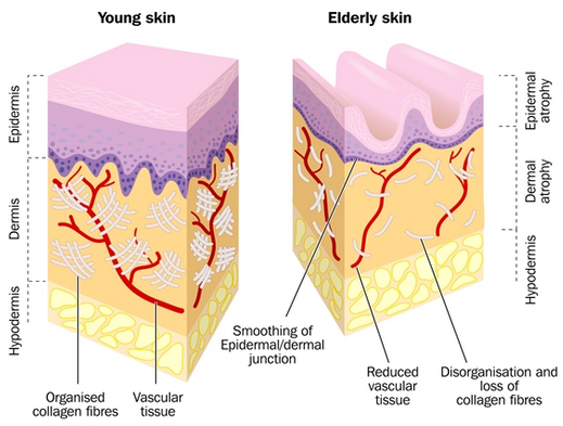 Effect of collagen on aging skin